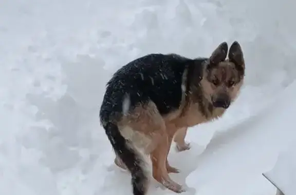 Пропала собака, улица Кобзева, 53, Орлово - чепрачный окрас - photo