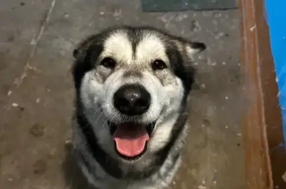 Найдена собака, Ярославль, фото: Найдена собака, женский пол, улица Юности, 21, Ярославль - очень ласковая, знает команды