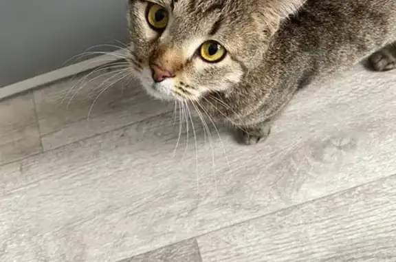 Найденные животные Чебоксары, фото: Найдена кошка, проспект 9-й Пятилетки, 15, Чебоксары - серого окраса с черными пятнышками