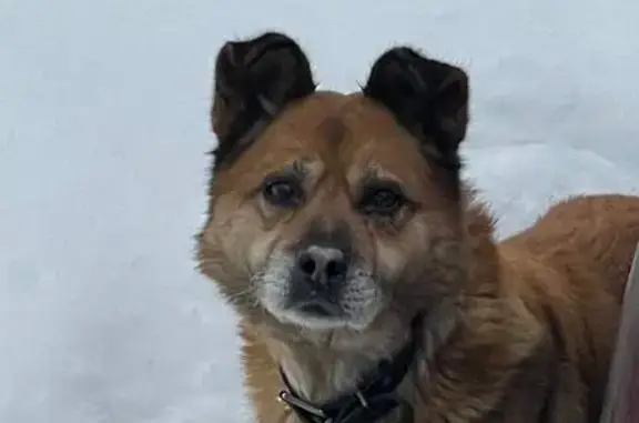 Объявления о пропавших и найденных животных, Орехово-Зуево, фото: Найден собака, мужской, Нижегородская улица, 49, Орехово-Зуево