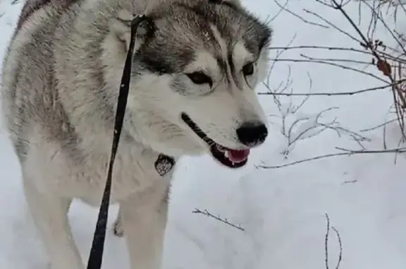 Пропала собака, проспект Патриотов, Воронеж - сибирский хаски, серо-белый - photo