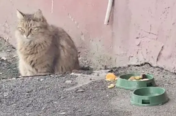 Найдена кошка, Тамбов, фото: Найдена кошка, Тулиновская улица, 22, городской округ Тамбов - не даётся на руки