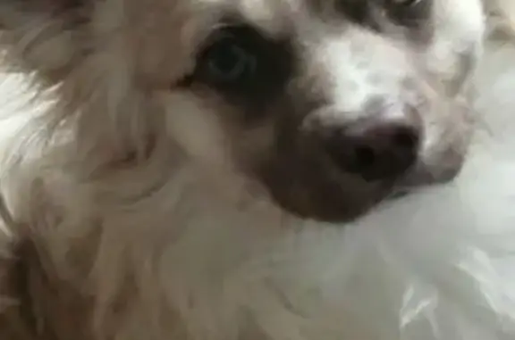 Пропал собака, проспект Мира, городской округ Сургут - рыжий - photo