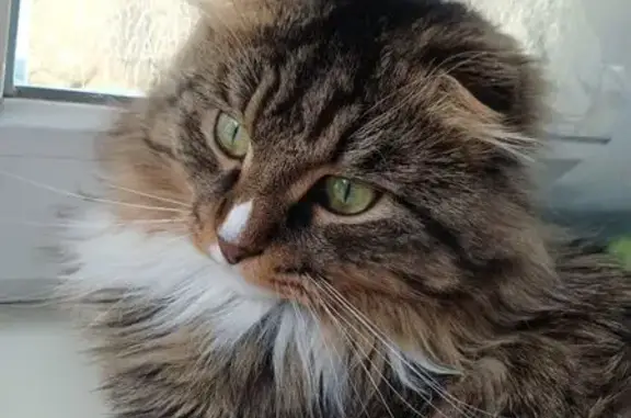 Пропал кот, улица 19-го Партсъезда, Алапаевск - укороченная шерсть на туловище - photo