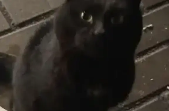 Найдена кошка, Москва, фото: Найдена кошка, Сколковское шоссе, 45, Москва - чёрный ласковый кот