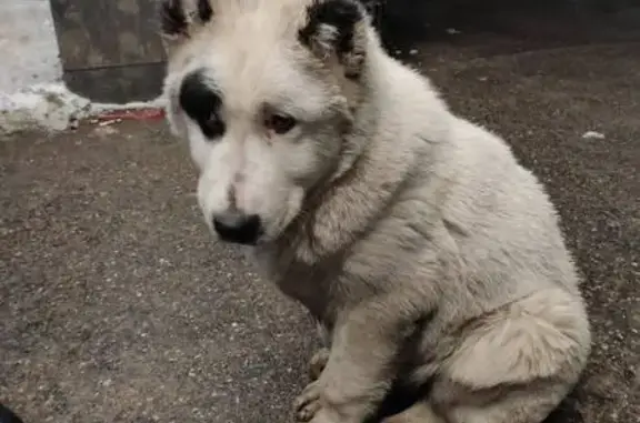 Найдена собака, Нижний Новгород, фото: Найден щенок алабая, проспект Кирова, Нижний Новгород - мальчик с купированными ушами и хвостом