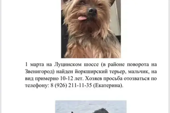 Найдена собака, Звенигород, фото: Найден собака, Луцинское шоссе, Звенигород - Йоркширский терьер с одним зубом