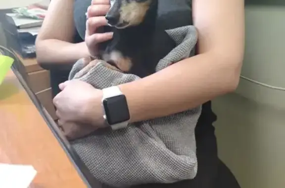 Найдена собака, Екатеринбург, фото: Найдена собака, улица Челюскинцев, 110, Екатеринбург - порода чихуахуа, кажется слепая на один глаз