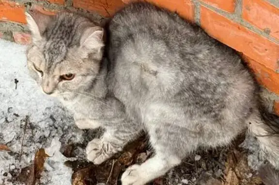 Найдена кошка, Хотьково, фото: Найдена кошка, Первомайский переулок, Хотьково