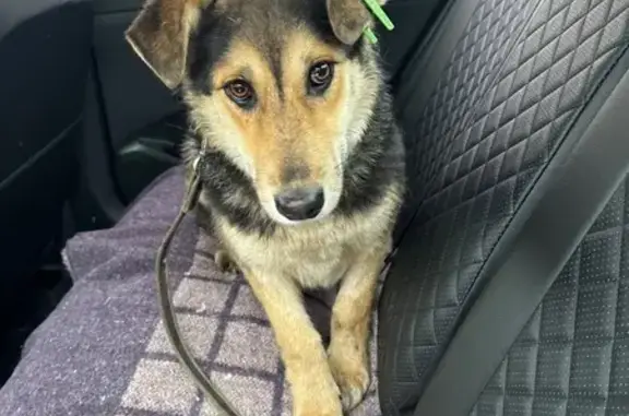 Пропала собака, девочка, Котельническая улица, Люберцы - щенок с зеленой биркой на ухе - photo