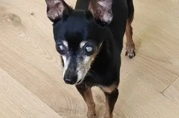 Пропала собака, улица Короленко, 4, Екатеринбург - той терьер, 14 лет, слепая и глуховатая - photo