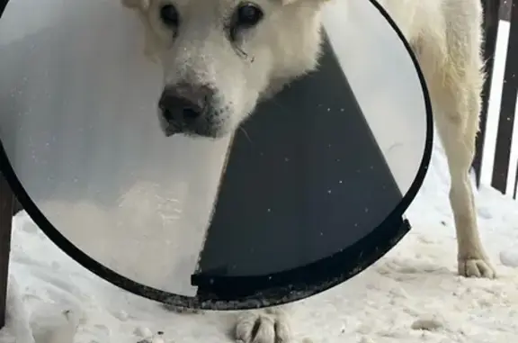 Найденные животные Бор, фото: Найден собака, мужской, Бор - белый окрас, слепой