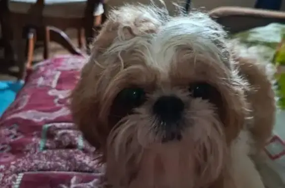 Порода ши-тцу. Белый с бежевым