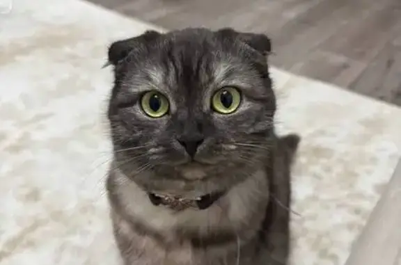 Пропала кошка, улица Добролюбова, 1Б, Богородск - photo