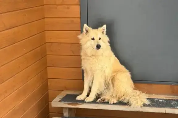 Найденные животные Атепцево, фото: Найдена собака, 46Н-06015, Атепцево - коричневый ошейник