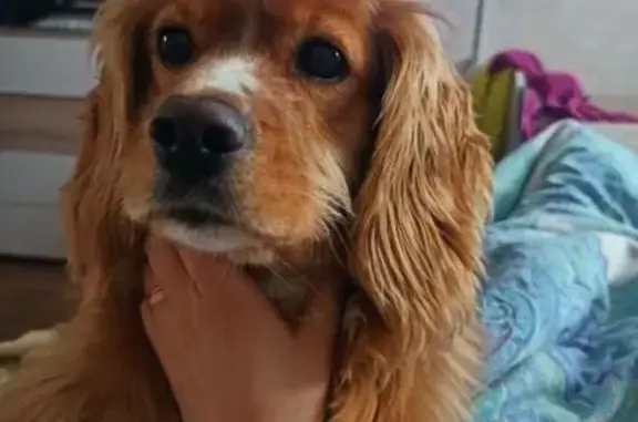 Пропал собака, улица Пушкина, 73, Междуреченск - кастрирован, дружелюбен, но пуглив - photo