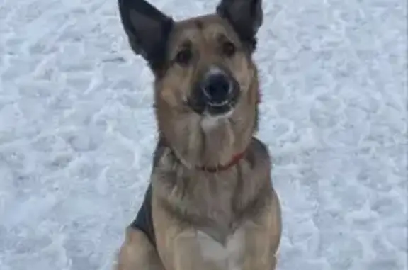 Пропала собака, 2-й Железнодорожный переулок, Монино - белое пятнышко на носике - photo