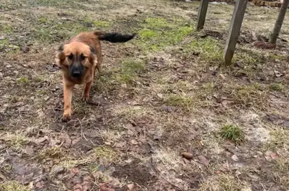 Найдена собака, Калининград, фото: Найдена собака, набережная Адмирала Трибуца, 49, Калининград - очень дружелюбна