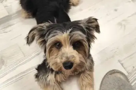 Пропал йорк, черный с опалом, Раменский - photo