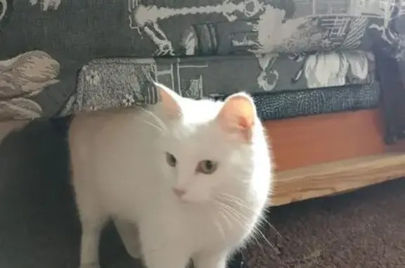 Найдена кошка, Оренбург, фото: Найдена кошка, Шелепихинская набережная, 2А, Москва - белая, прибилась к детям