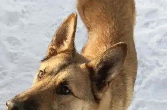 Пропал собака, мужской, Боковая улица, 42, Мыски - photo