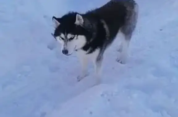 Найденные животные Ясная Поляна, фото: Найден собака, Ясная Поляна, Тульская область - добрый и в ошейнике