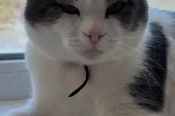 Пропал кот, улица Кубяка, 9 к1, Калуга - бело-серый с красным ошейником - photo