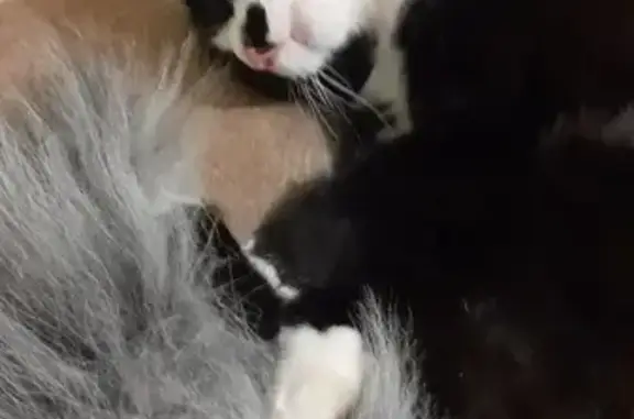 Пропал кот, Революционная улица, 20, Ростов-на-Дону - черно-белый окрас - photo