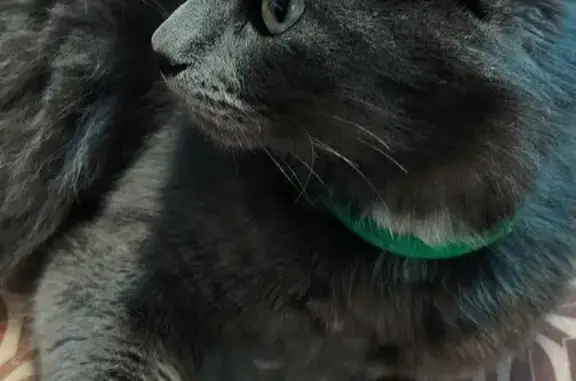 Найденные животные Орёл, фото: Найдена кошка, улица Металлургов, 10Б, Орёл - с белым бантиком на шее