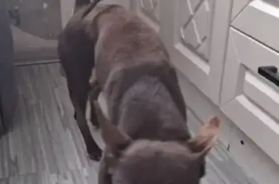 Найденные животные Чебоксары, фото: Найдена собака, улица Хузангая, 21, Чебоксары - тойтерьер, мальчик