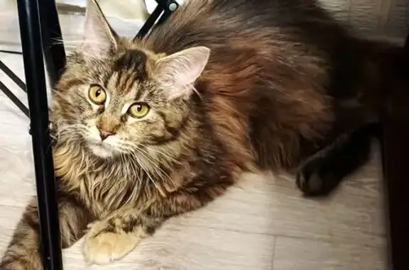 Потерянные животные Сызрань, фото: Пропала кошка, проспект Гагарина, 85, Сызрань - трехцветная мейн-кун с пушистым хвостом