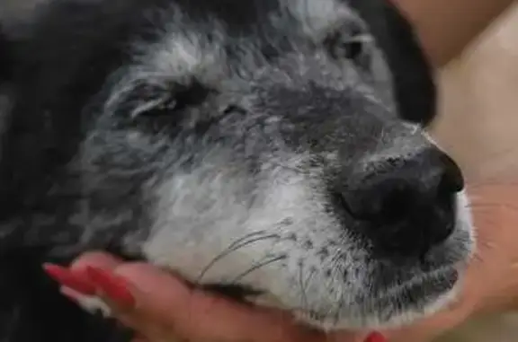 Пропала собака, улица Молокова, Красноярск - черный с сединой, в ошейнике - photo