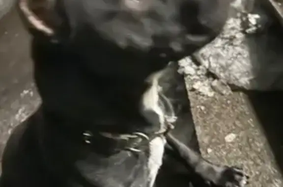 Найдена собака, Быково, фото: Найден собака, Садовый переулок, 6, Быково - худой кобель у пьяницы