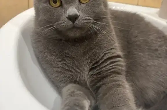 Пропал кот, улица Грибоедова, 7, Сочи - серый кастрированный, с шрамами на ушах - photo