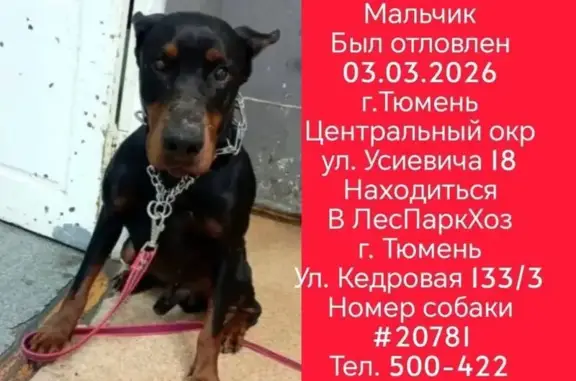 Найдена собака, Тюмень, фото: Найден собака, мужской, улица Усиевича, Тюмень - доберман, кобель
