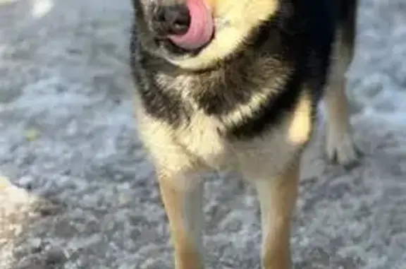 Пропала собака, женский пол, Луговая улица, 22, Казань - photo