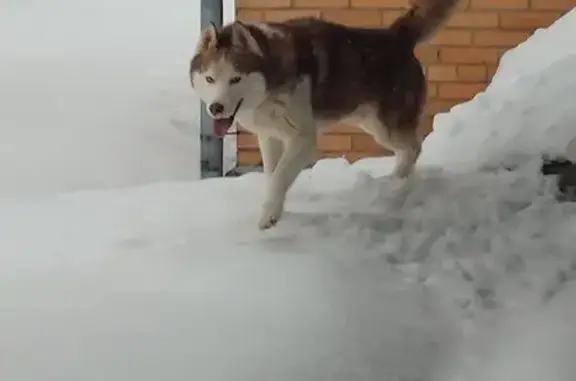 Найдена собака, Степаньково, фото: Найден собака, Полевая улица, 3, Степаньково
