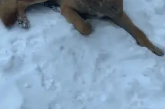 Найден собака, Леволинейная улица, 41, Быково - умный и послушный кобель - photo