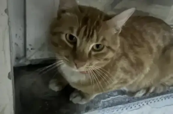 Найденные животные Владивосток, фото: Найдена кошка, Нижнепортовая улица, 6Г, Владивосток - рыжий с красным ошейником