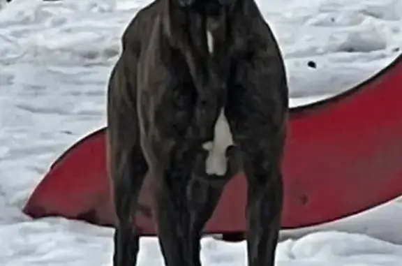 Найдена собака, Кузьмоловский, фото: Найдена собака, Школьная улица, Кузьмоловский