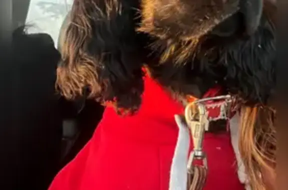 Потерянные животные Серов, фото: Пропала собака, женский пол, улица 4-й Пятилетки, 15, Серов