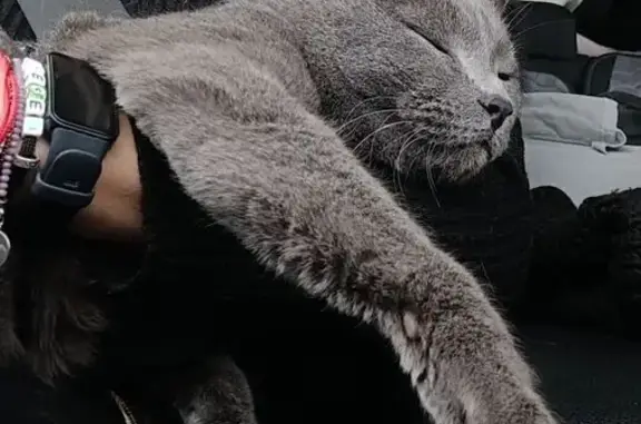 Потерянные животные Волгодонск, фото: Пропал другой, мужской, Весенняя улица, 40, городской округ Волгодонск - шотландский прямоухий, серого цвета