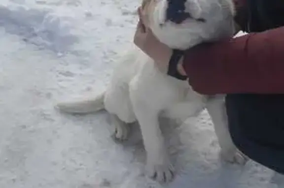 Найдена собака, Казань, фото: Найден собака, мужской, Огородная улица, 20Д, Казань