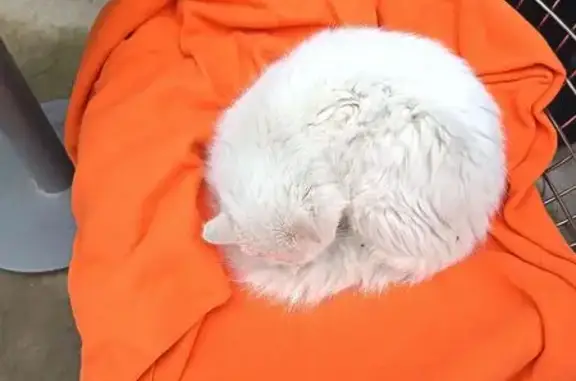 Найдена кошка, Краснодар, фото: Найдена кошка, Красная улица, 85, Краснодар - белый кот