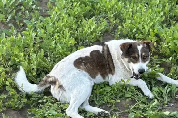Потерянные животные Волгоград, фото: Пропала собака, Волгоград, белый с коричневыми пятнами