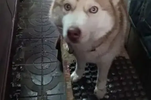 Найдена собака, Барнаул, фото: Найдена собака, улица Советской Армии, 71, Барнаул - палевый хаски