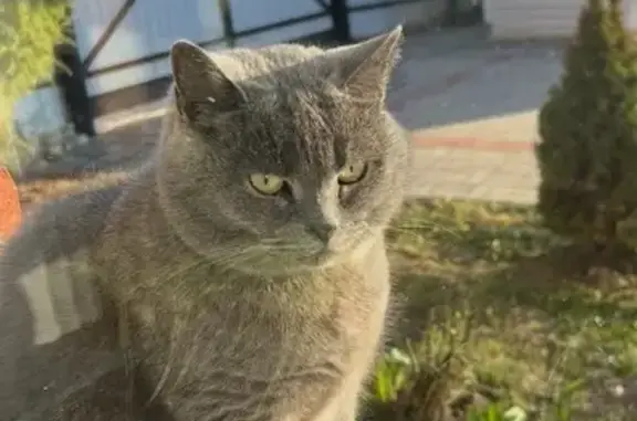 Пропала кошка, улица Фонвизина, 22, Йошкар-Ола - photo