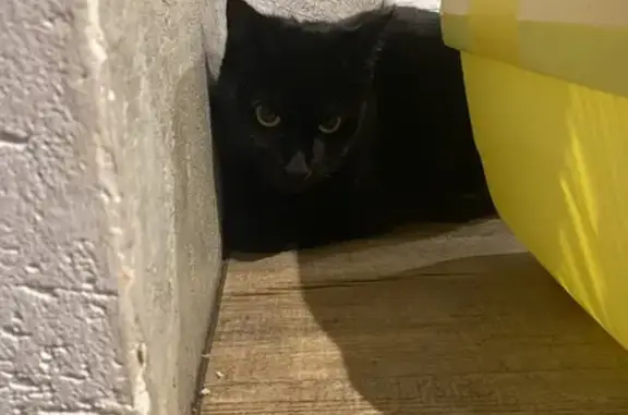 Вечером 2.03.2026 в районе ул. Капитана Маклакова найдена чёрная кошка. Может, кто-то узнал своего питомца? Сидела в подвале. К сожалению, нашедший не может оставить себе кошечку. Ищут передержку или хозяина. Кошка стерилизованная! Ласковая и спокойная, ухоженная - видно, что домашняя. Контакт: 8 953 306 23 18 Вероника.