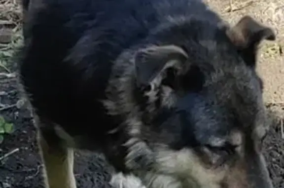 Пропала собака, Садовая улица, 12, Солонцы - крупная овчарка по кличке Герда - photo