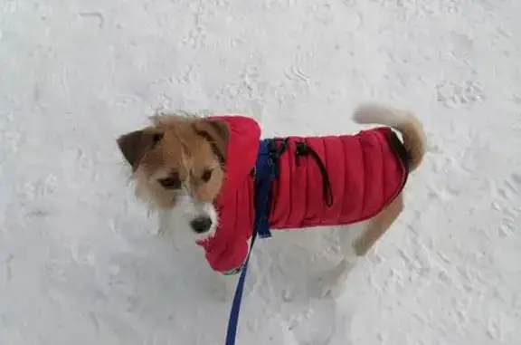 Найденные животные Новосибирск, фото: Найден собака, мужской, улица Зорге, 10, Новосибирск - бело-рыжий Джек рассел терьер